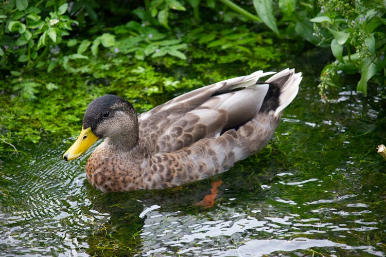 Close-up Of A Female Duck 