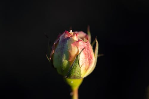 玫瑰, 玫瑰花蕾, 背景黑暗 的 免費圖庫相片