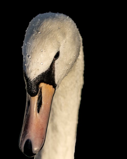 天鵝, 水珠, 疣鼻天鵝 的 免費圖庫相片