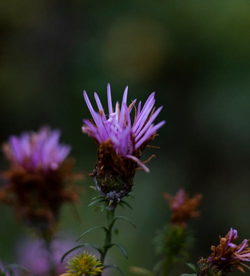紫色, 花, 薊 的 免費圖庫相片