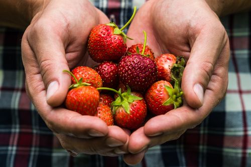 Free A close-up of hands holding freshly picked strawberries, showcasing their vibrant red color. Stock Photo