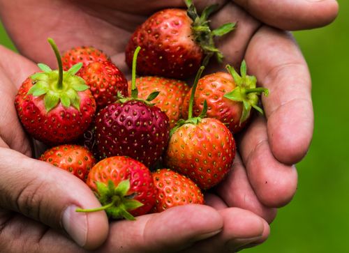 Free A close-up image of fresh strawberries held in a pair of hands, showcasing their vibrant color and texture. Stock Photo
