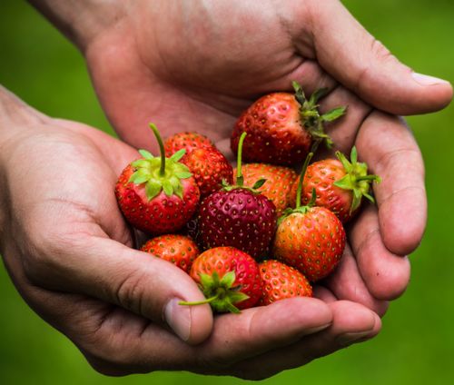 Free A handful of fresh ripe strawberries held in human hands against a green background. Stock Photo