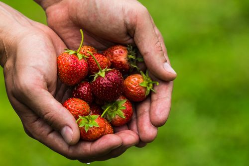 Free Close-up of hands holding ripe red strawberries on a lush green background in a summer setting. Stock Photo