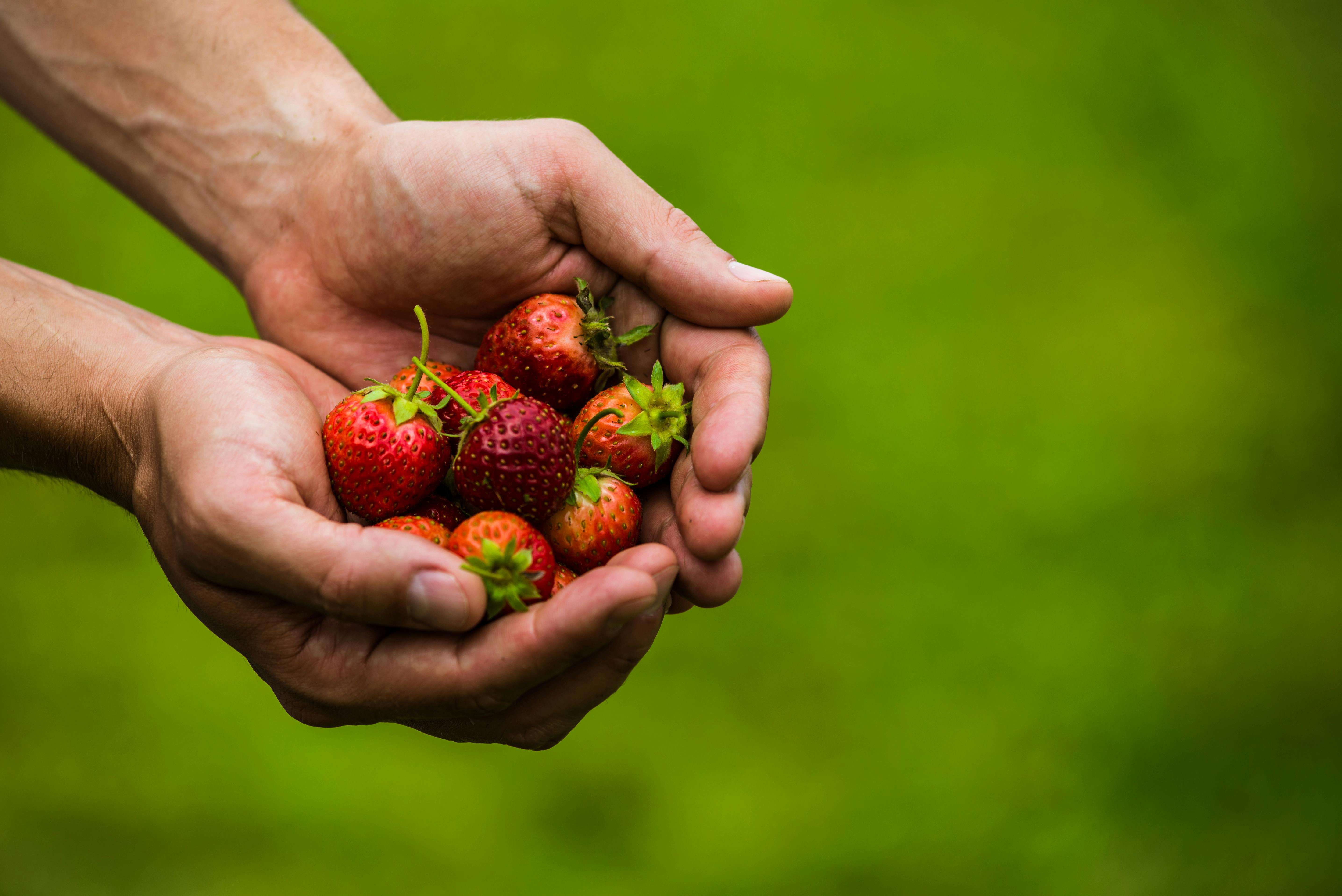 Red Ripe Fresh Strawberries In Kids Hands On Strawberry Background. Stock  Photo, Picture and Royalty Free Image. Image 40973397.