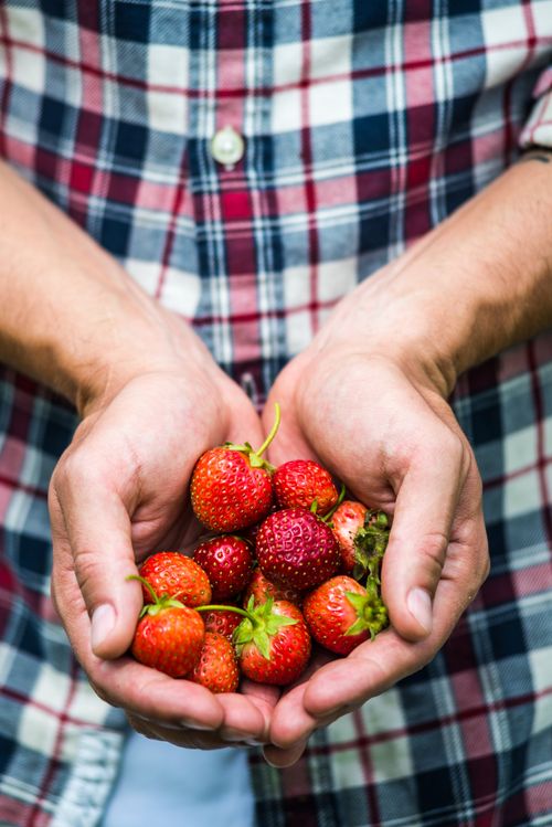 Free Closeup of freshly picked strawberries held in adult hands wearing a plaid shirt. Stock Photo