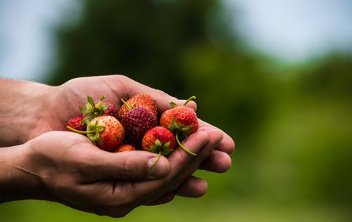 Free Close-up of hands holding freshly picked strawberries in an outdoor setting, showcasing summer harvest. Stock Photo