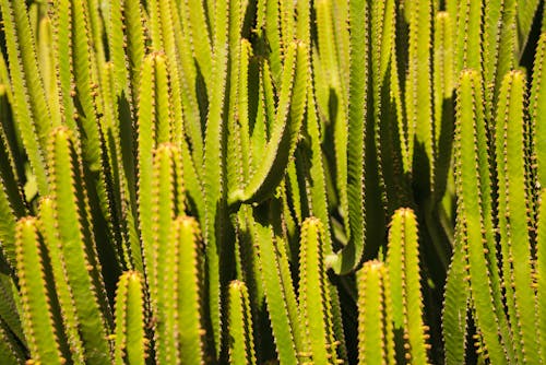Gratuit Photos gratuites de cactus, centrale, épineux Photos