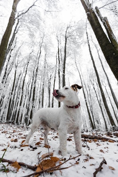Free A Jack Russell Terrier stands proudly in a snow-covered forest, capturing the essence of winter. Stock Photo