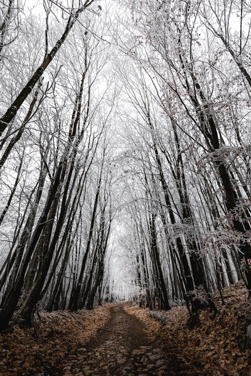 Photos gratuites de à feuilles caduques, arbres, arbres nus