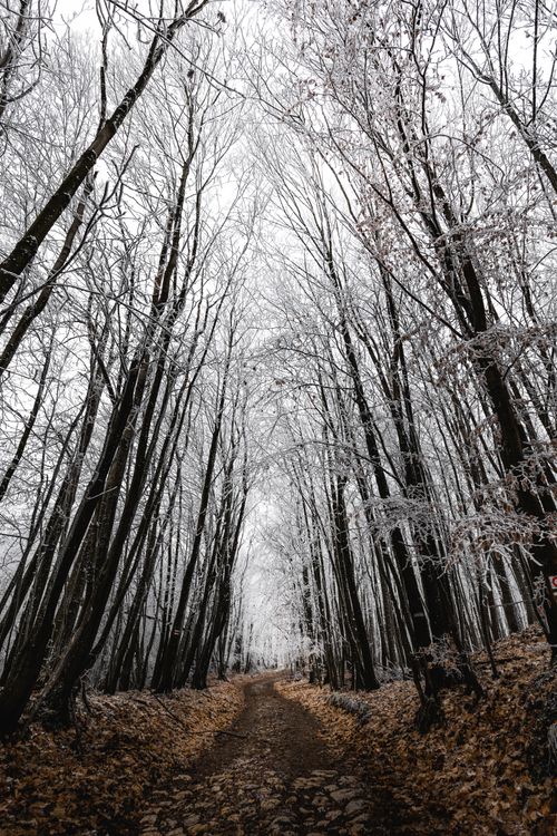 Free A picturesque winter forest with frosted trees lining a tranquil footpath. Stock Photo