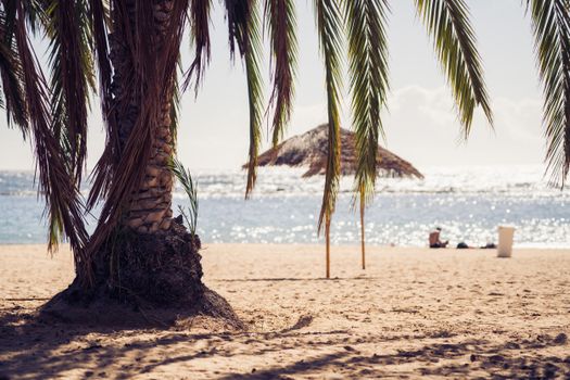 A tranquil beach scene with a palm tree and thatched umbrella by the ocean, perfect for summer retreats.