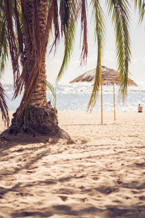 Free Palm Tree by the Shore Stock Photo