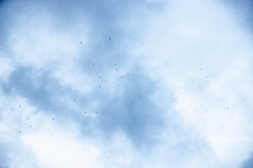 Бесплатное стоковое фото с воздух, облака, птицы