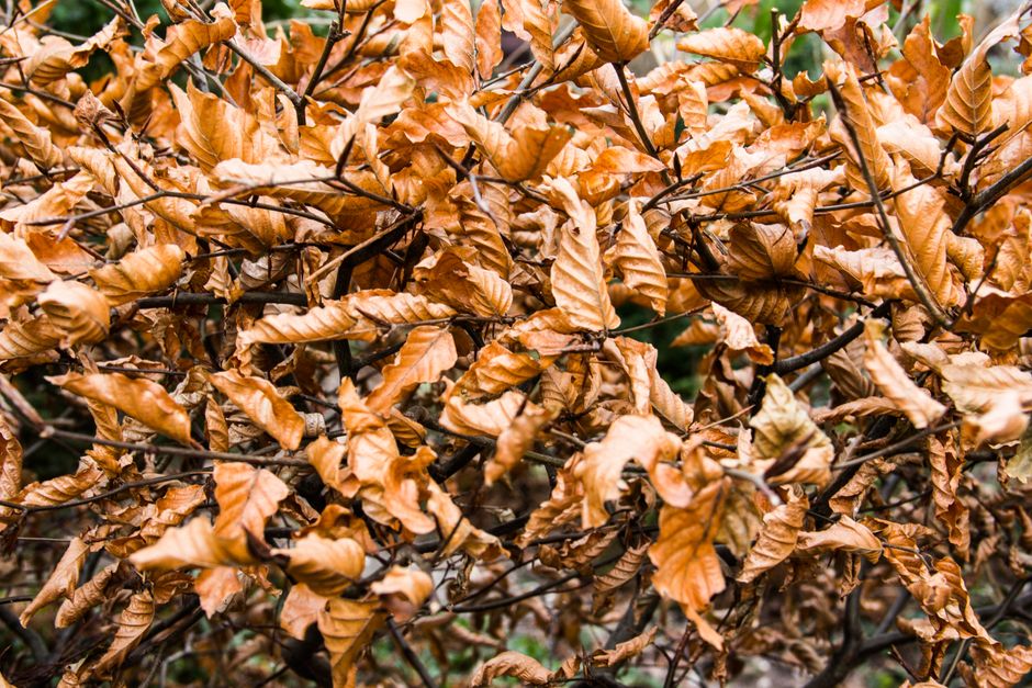 Dry brown leaves on tree branches — signs of stress or disease when pruning oak trees in Surrey BC