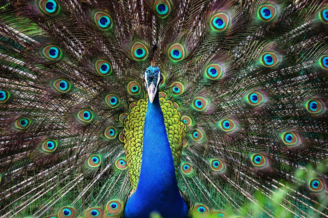 Download Free stock photo of dance, peacock feathers, peafowl
