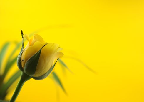 Yellow Flower in Close-up Shot