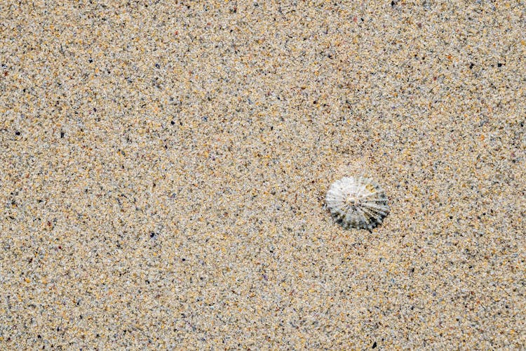 Photo Of A Seashell Buried In Sand