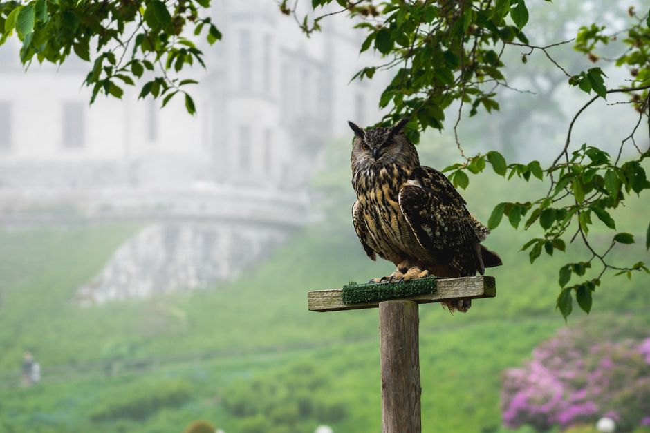 An owl perched on a stand amidst foggy greenery with a palace in the background, exuding mystery.