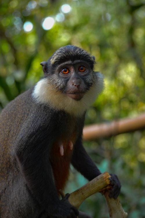 Free Intimate portrait of a Mona Monkey in natural habitat, showcasing its expressive features and lush surroundings. Stock Photo