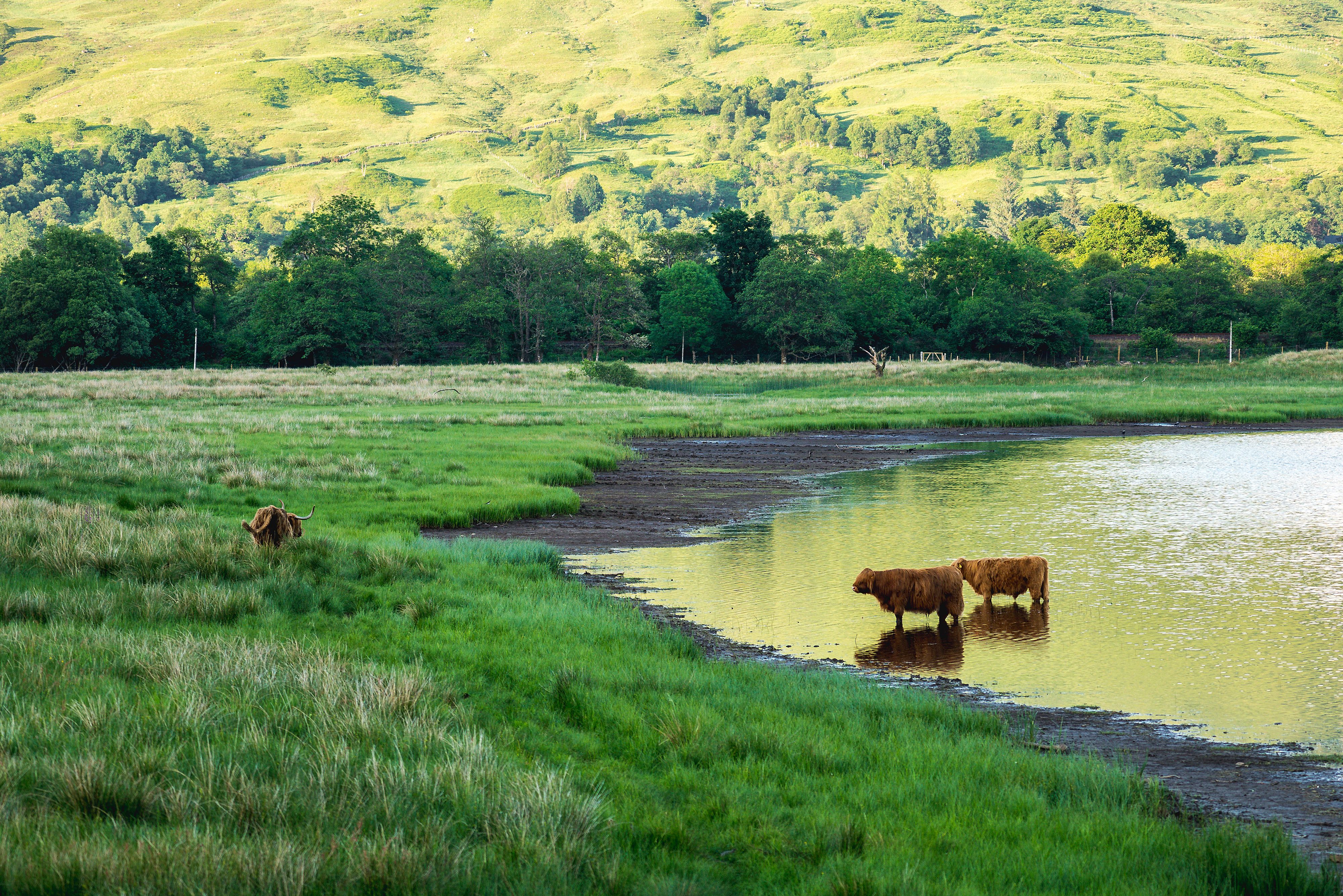 Highland cattle grazing by a tranquil lake, surrounded by lush green landscape under a clear blue sky.