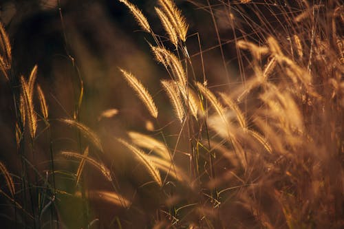 Gentle thin dry reed grass growing on rural field in countryside at sunset