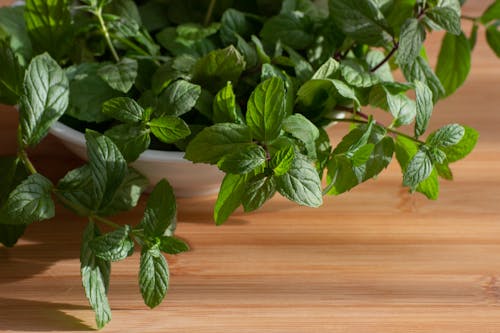 Peppermint Plant in a White Pot