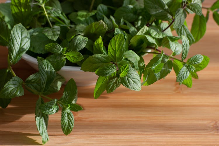 Peppermint Plant In A White Pot