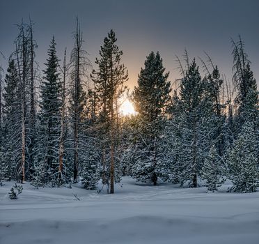 A serene winter landscape of snow-covered pine trees at dawn in a Wyoming forest.