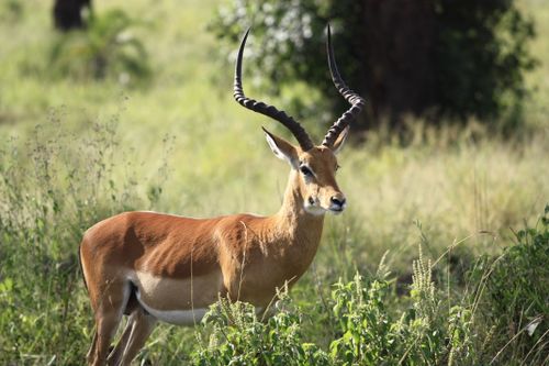 Free A stunning impala stands amidst lush grass in a serene African wildlife setting. Stock Photo
