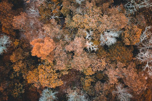 Amazing autumn forest with lush golden trees