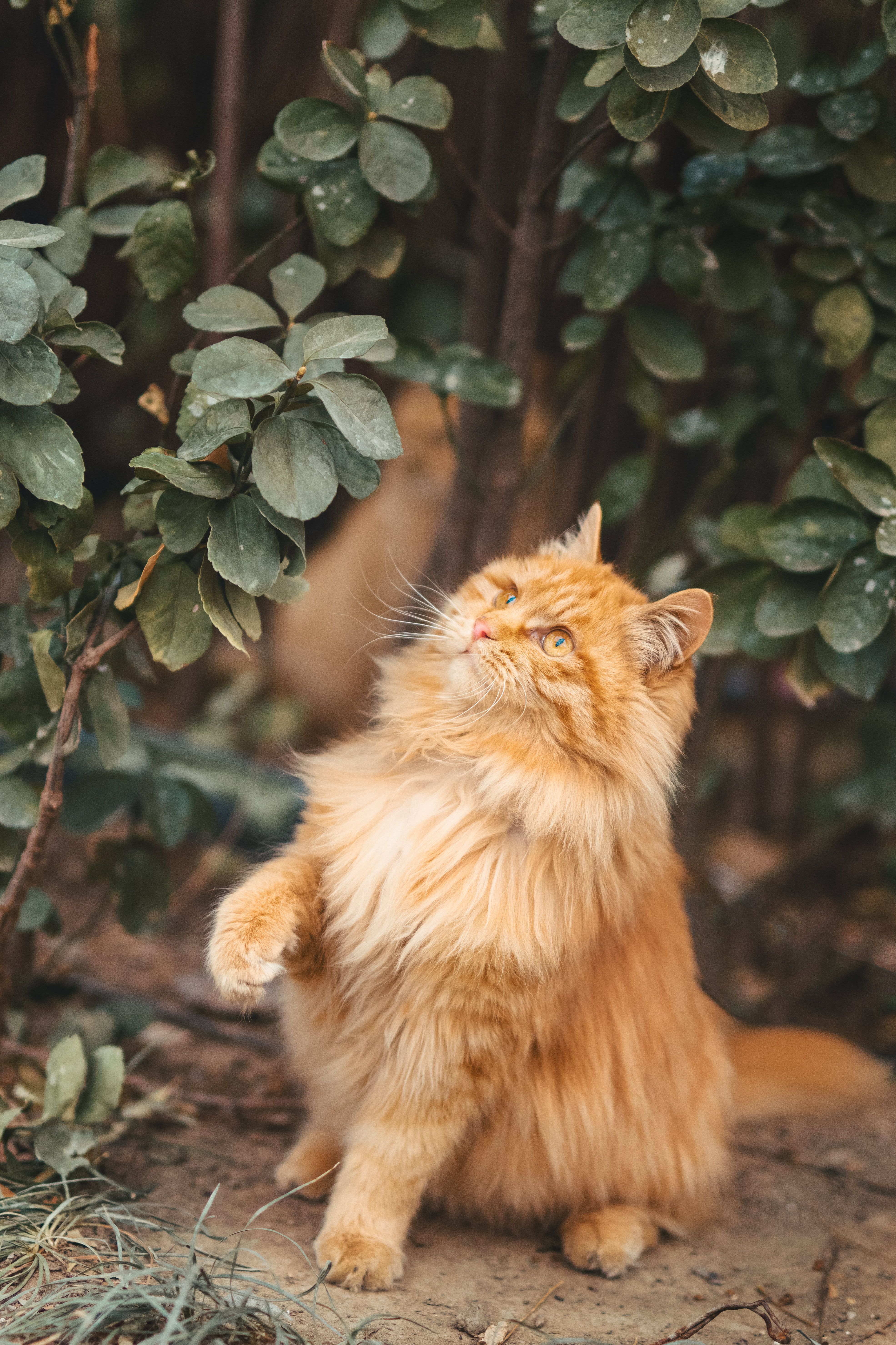 Orange Cat in Close Up Photography · Free Stock Photo