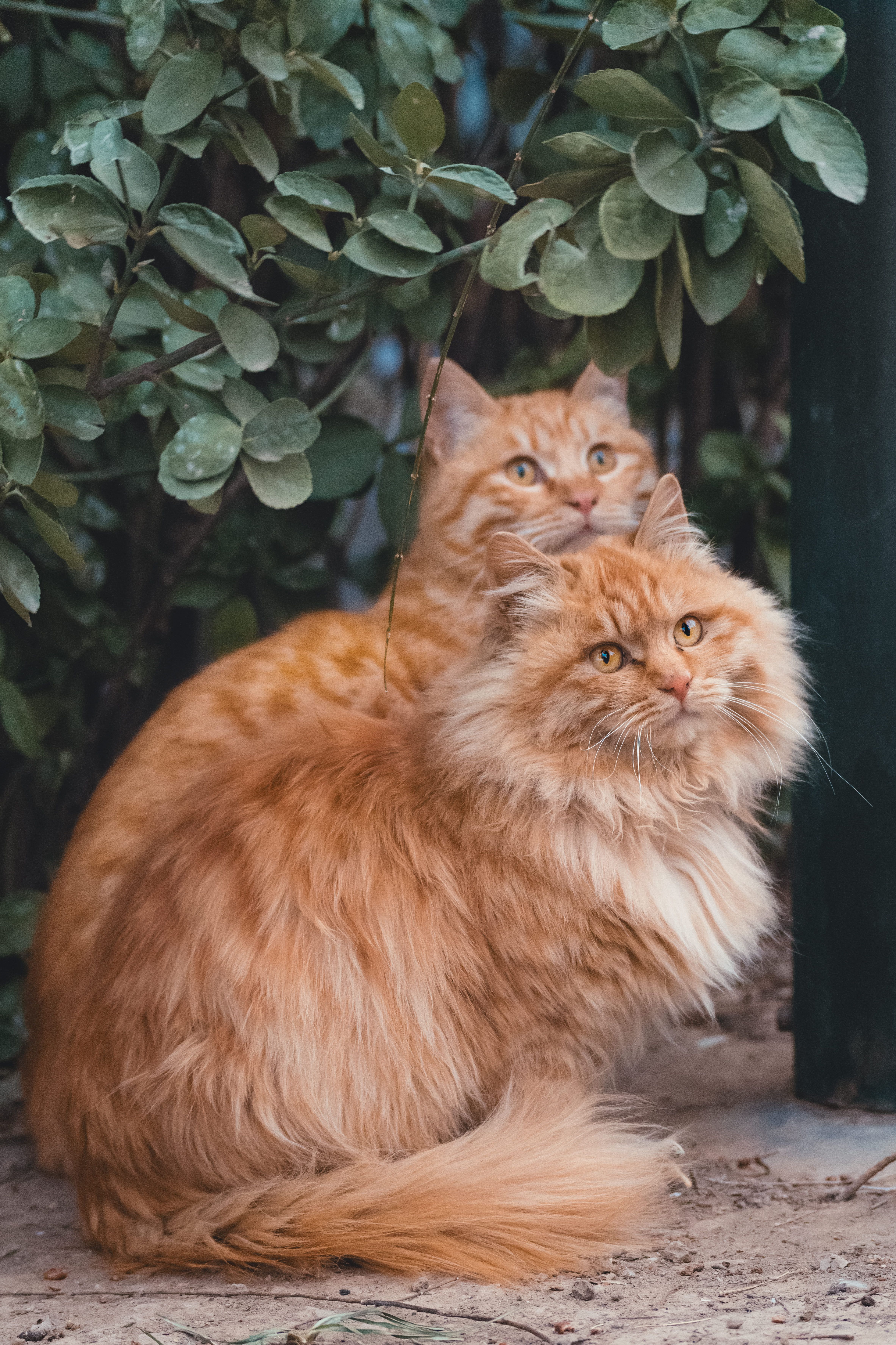 Orange Tabby Cats Sitting on the Ground · Free Stock Photo