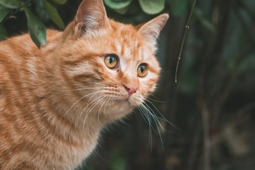 Free Charming orange tabby cat with striking eyes captured in a natural setting. Perfect for pet enthusiasts. Stock Photo