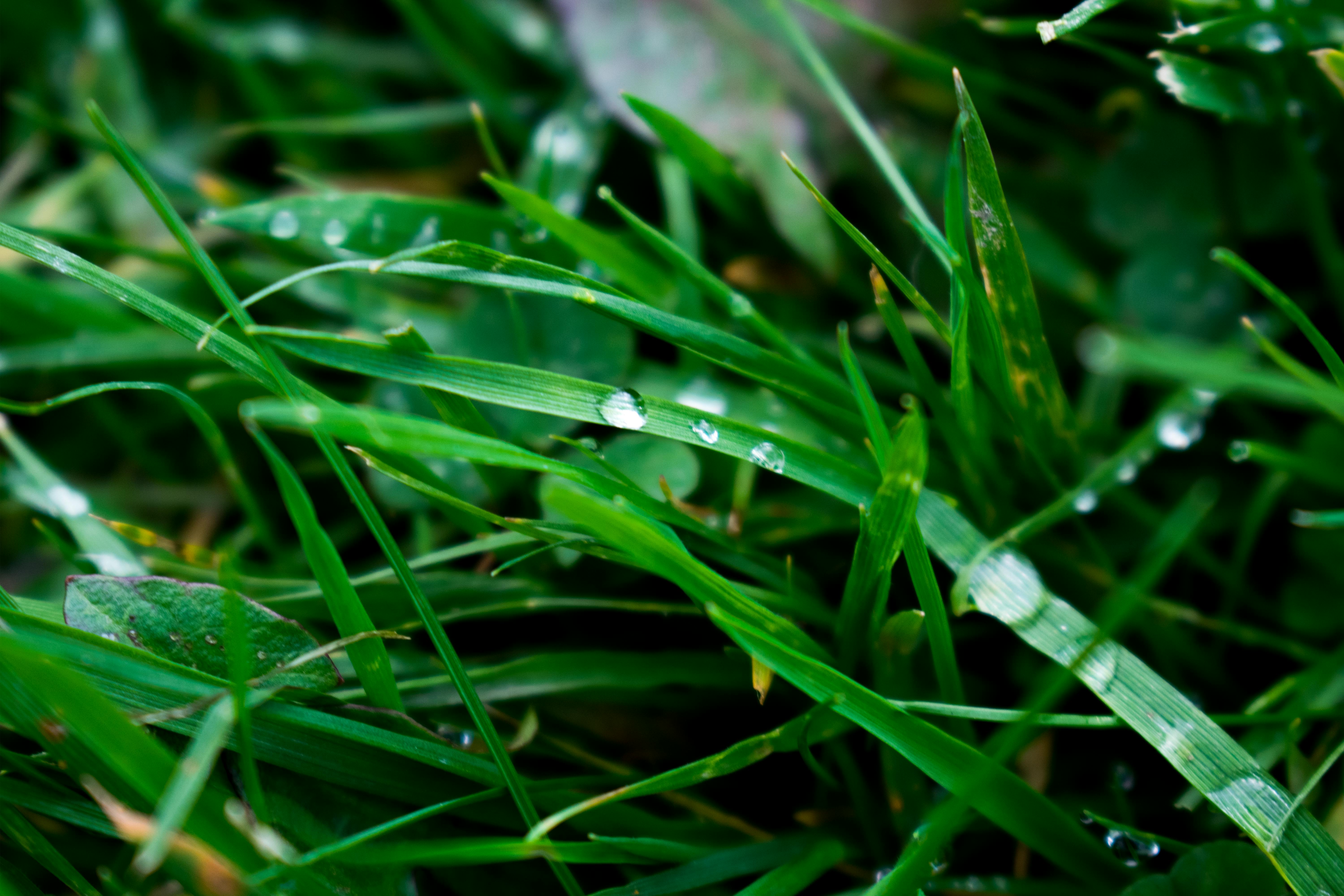 Macro Photography of Blade of Grass · Free Stock Photo