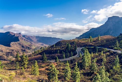 Foto d'estoc gratuïta de arbres verds, camp, carretera