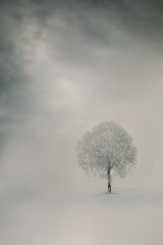 A solitary leafless tree stands in a snowy winter landscape under a dramatic sky.