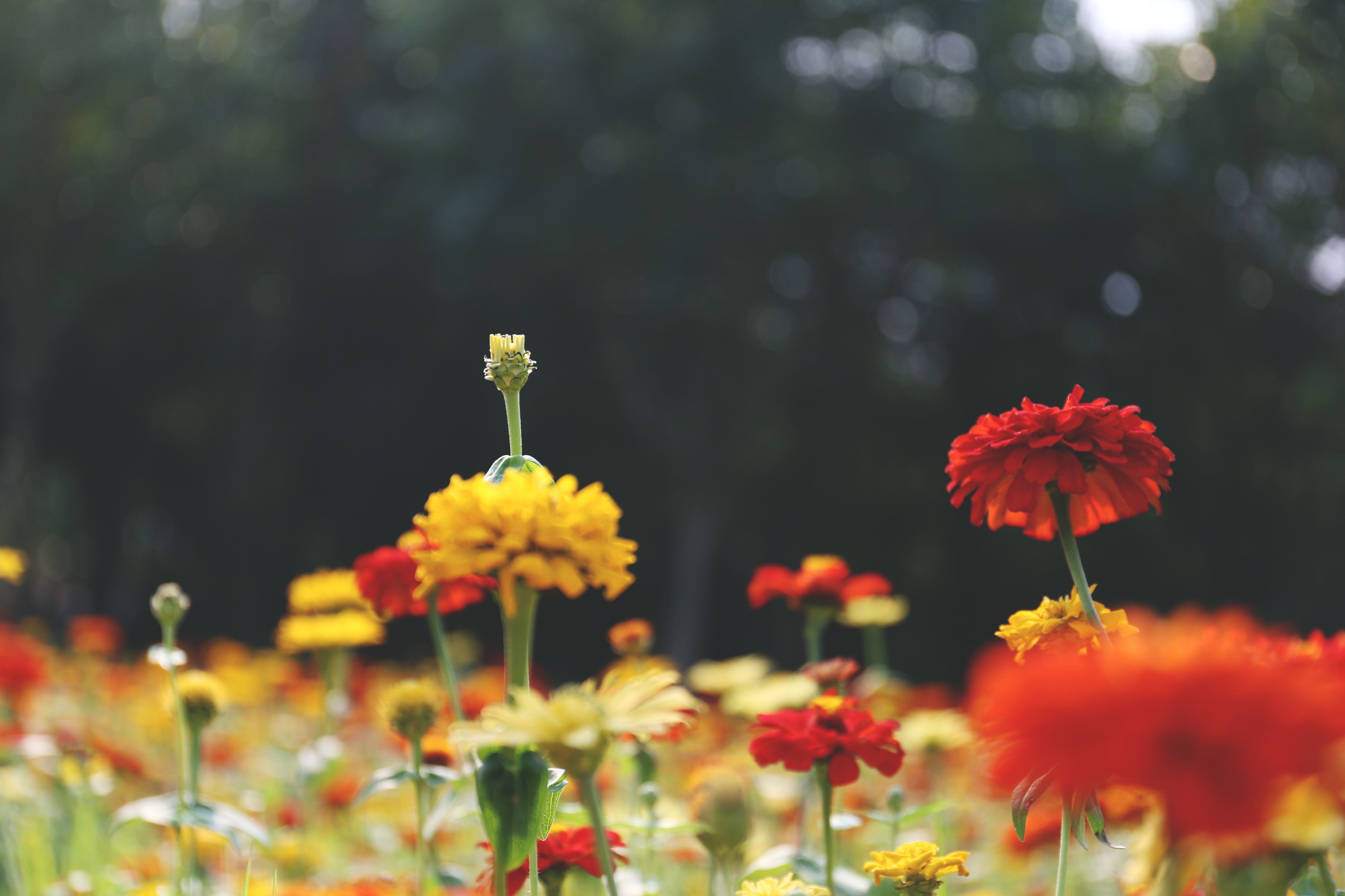 Campo de flores al atardecer
