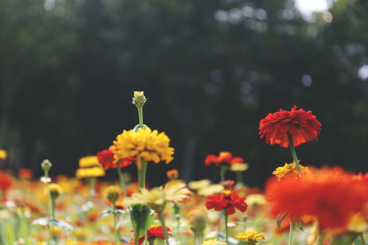 Campo de flores al atardecer