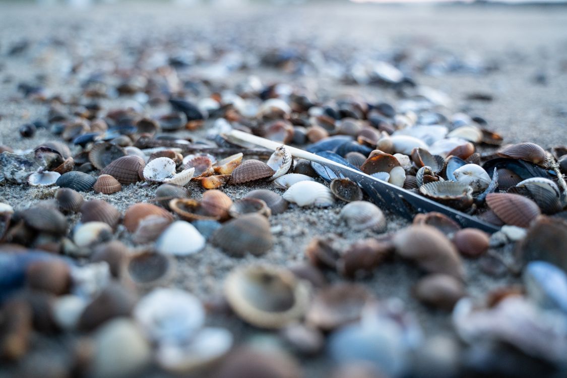 Shell Fether Close up of Shells and Feather on a Beach · Free Stock Photo