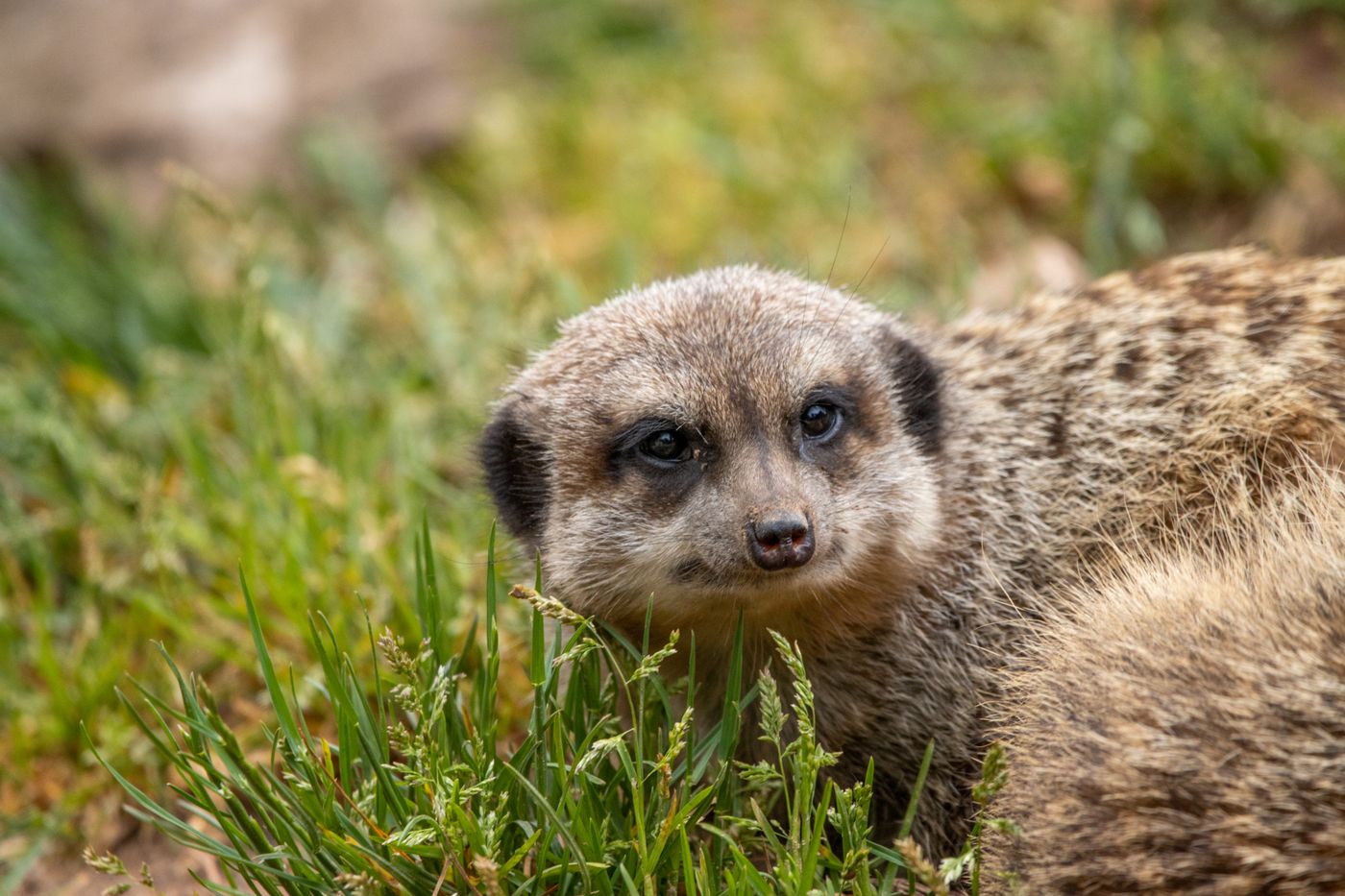 A meerkat lying alert on the grass, close up