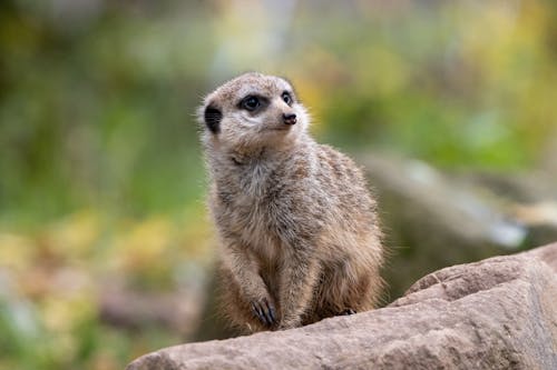 Brown Meerkat in Close Up Photography