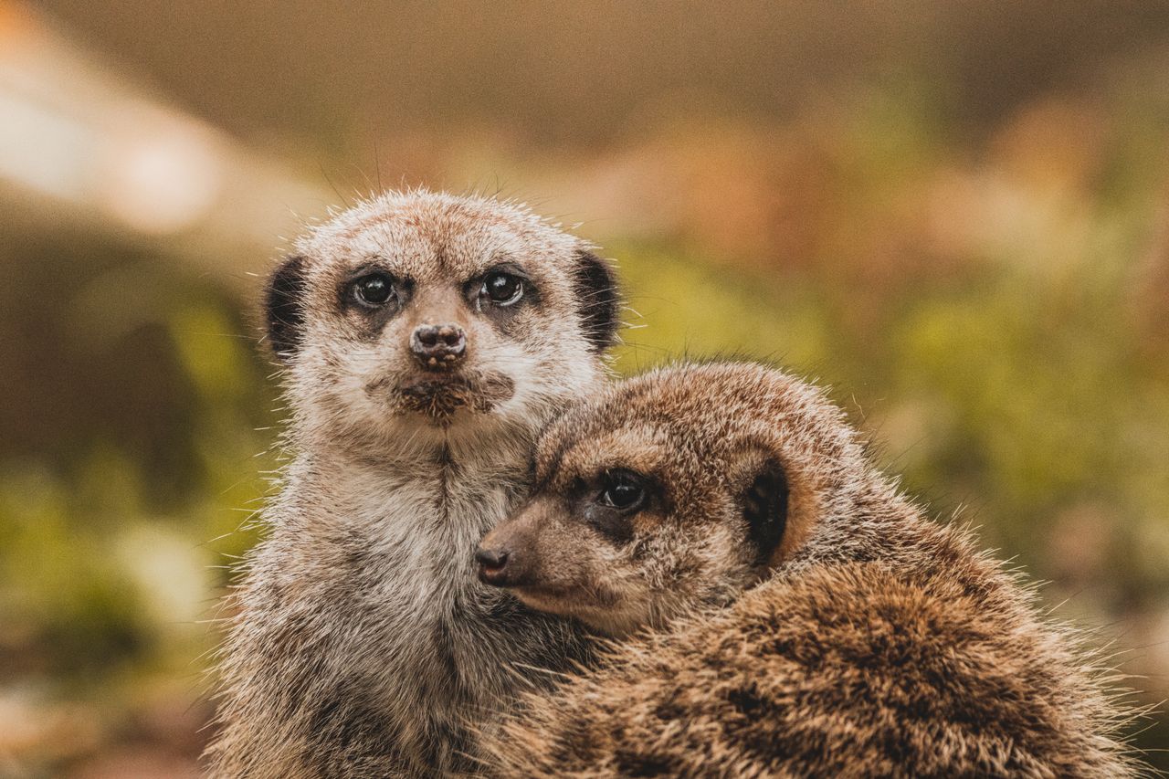 adorable meerkats cuddling in green grass showcasing their natural hab