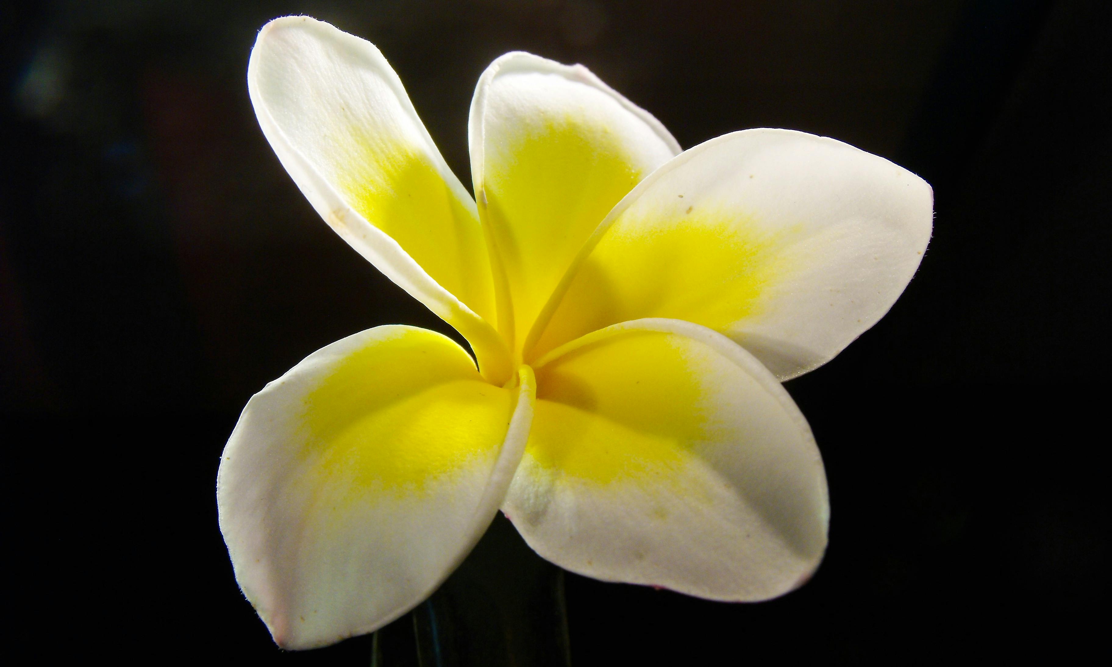 Plumeria 4K wallpapers for your desktop or mobile screen free and easy to  download