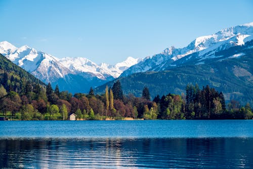 Green Trees Near the Lake