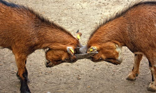 2 Animales Con Cuernos Chocando Entre Sí