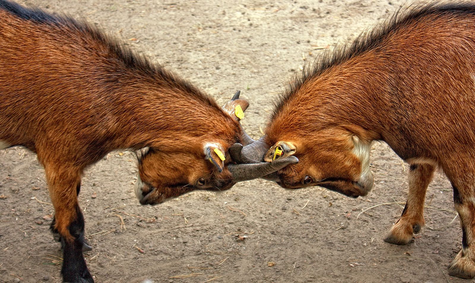 Goat Mating Photos, Download The BEST Free Goat Mating Stock Photos ...
