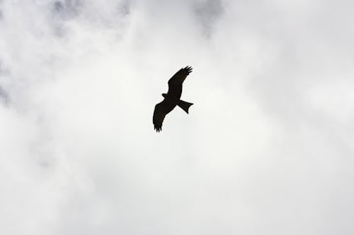 Free Silhouette of Bird Flying Stock Photo