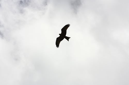 Silhouette of Bird Flying