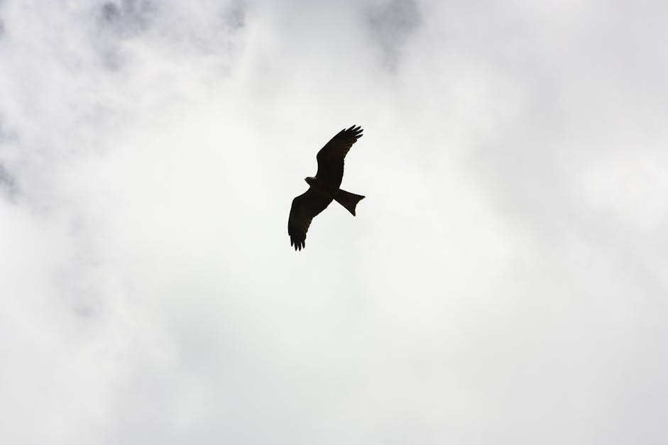 black bird flying silhouette